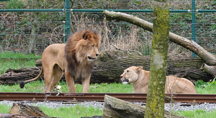 Leão mata parceira com mordida na garganta durante adaptação em zoológico na Bélgica
