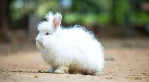 Qual é a diferença entre coelho e lebre?