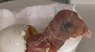 Filhote de Arara-azul-de-lear nasce no Zoológico de SP