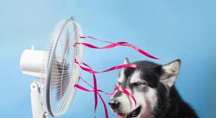 5 dicas para cuidar dos animais de estimação nas ondas de calor