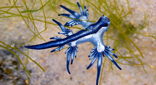 'Olhe, mas não toque': os raros 'dragões azuis' que estão invadindo praias nos EUA
