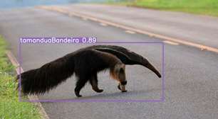 Sistema usa inteligência artificial para detectar animais selvagens84 betestradas