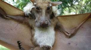 Conheça o morcego com aparência de cachorro que está84 betrisco de extinção
