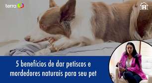 5 benefícios de dar petiscos e mordedores naturais para seu pet