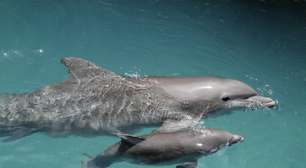 Filhos únicos e mimados: veja curiosidades sobre o nascimento dos golfinhos