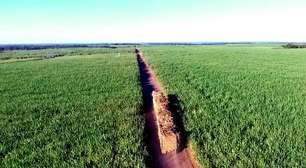 Bioleletricidade: produtores de cana lideram na geração dessa energia; entenda