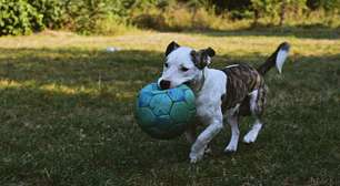 Cachorros sabem nomes de objetos e criam expectativas