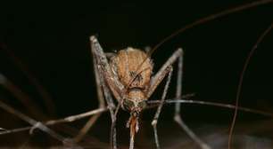Saiba diferenciar mosquitos parecidos com o da dengue