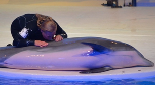 Morte de golfinho sufocado por alga artificial na Suécia provoca revolta na web: "Crueldade"