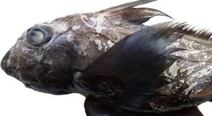 Conheça o tubarão fantasma, espécie descoberta nas profundezas do mar da Tailândia