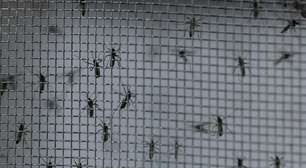 Casos de dengue aumentam nas Américas em possível pior surto da história, diz Opas