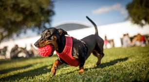 Cães da raça dachshund, os salsichas, podem ser banidos da Alemanha devido a projeto de lei; entenda