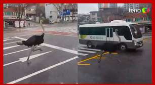 Avestruz escapa de zoológico, corre por avenida e atrapalha trânsito na Coreia do Sul