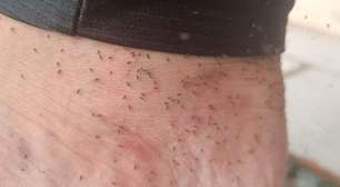 Infestação de mosquitos provoca 'caos'84 betcidade de SC, que decreta estado de emergência