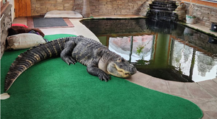 Homem tenta recuperar jacaré 'de estimação' após ter licença ambiental suspensa; entenda