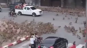 Vídeo que mostra briga entre 'gangues de primatas rivais' na Tailândia viraliza nas redes sociais; veja