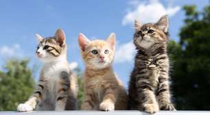 8 diferenças entre gatos machos e fêmeas