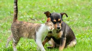 7 dicas para adoção responsável de animais de estimação