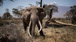 Por que Botsuana ameaça enviar 20 mil elefantes para Alemanha: 'Não é brincadeira'