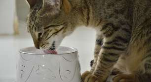 Dicas para fazer seu gato beber mais água
