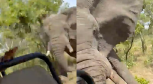 Elefante mata turista de 80 anos, fere cinco e destrói jipe em safari na África