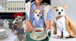 Cachorro 'influencer' viaja pelo mundo ostentando luxo, é modelo e tem marca de roupas