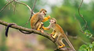 Cientistas identificam "ajuste genético" que explica porque macacos têm cauda e nós, humanos, não
