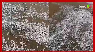 Praia da Costa Rica amanhece lotada de sardinhas mortas na areia