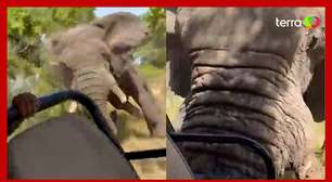 Elefante persegue, ataca carro de safari e mata turista na Zâmbia