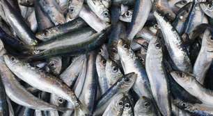 Como escolher uma sardinha fresca e saborosa?