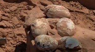 Ovos de dinossauro de 60 milhões de anos são encontrados em São Paulo