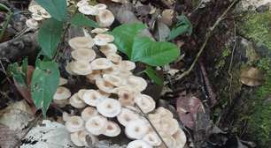 Cogumelos Yanomami e a comida da floresta