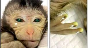Macaco "quimera": Cientistas da China criam animal fluorescente