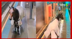Cavalo invade estação e tenta embarcar em vagão de trem na Austrália