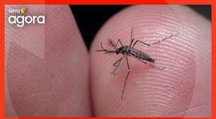 Mentiras sobre a dengue são desdobramentos da campanha de fake news da covid, diz editor do Comprova