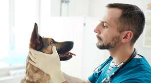 Confira os sintomas e o tratamento para catarata em cachorro