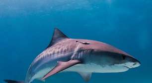 Brasileiros comem tubarão sem saber e ameaçam a espécie