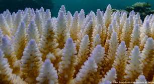 Branqueamento em massa de barreiras de corais se torna problema global