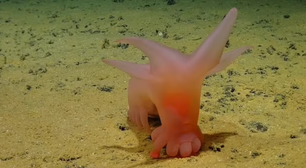 'Porco Barbie', 'Unicumber' e mais: cientistas descobrem espécies inusitadas no fundo do mar