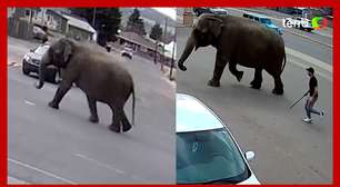 Elefante escapa de circo e 'passeia' por ruas em cidade nos EUA