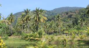 Hemisfério Norte abriga a maior floresta do mundo: Amazônia é 2ª no ranking