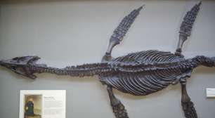 Crânio de pliossauro bate recorde de fóssil mais completo