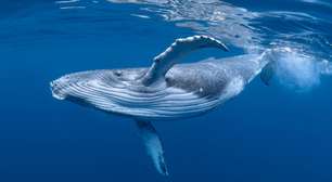 Cientistas querem aprender linguagem das baleias para conversar com ETs? Saiba mais