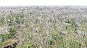 Pecuarista que desmatou 81 mil hectares no Pantanal pode ter de pagar mais de R$ 5 bilhões em multas