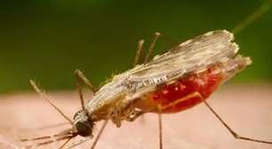 Variante letal da malária mata idoso no RS