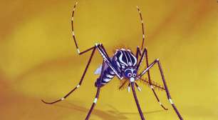 Como identificar o mosquito da dengue | 7 dicas
