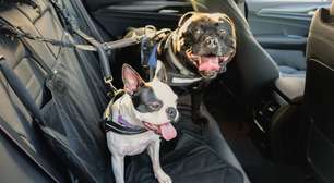 Como transportar cachorro em carro? Tire suas dúvidas