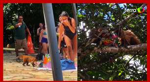 Macacos fazem 'arrastão' e roubam potes de comida em parque no DF
