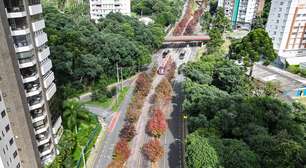 Tradicional 'Rua do Outono' já começa a ganhar cor e Prefeitura de Curitiba alerta para cuidados ao tirar fotos