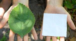 A planta usada como alternativa ao papel higiênico na África e nos EUA